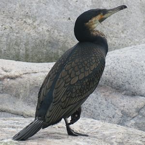 White-breasted cormorant