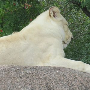 White lion female