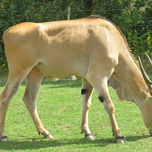 Common eland