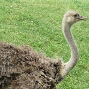 Female ostrich