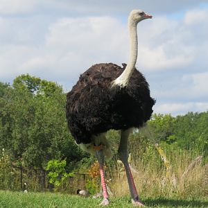 Male ostrich