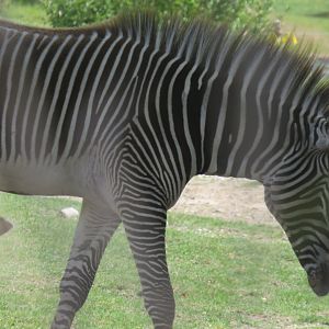 Grevy's zebra