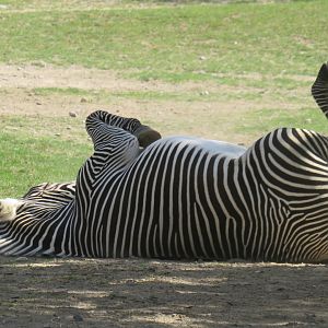 Grevy's zebra rolling in dust