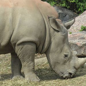 Juvenile white rhinoceros