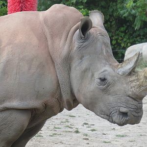 White rhinoceros