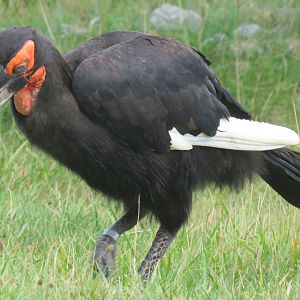 Southern ground hornbill