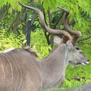 Greater kudu