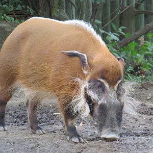 Red river hog