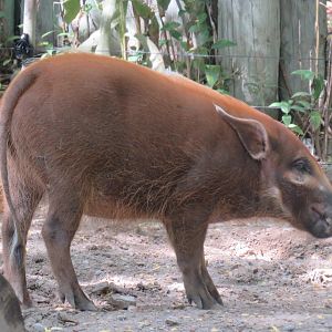Juvenile red river hog