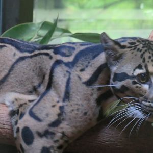 Clouded leopard