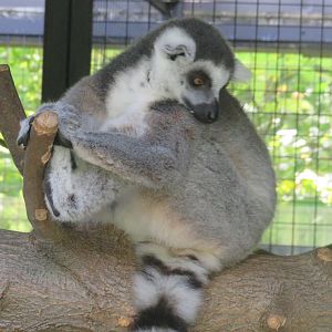Ring-tailed lemur
