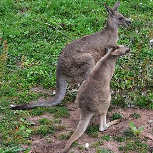 Eastern Grey Kangaroos at Nuremberg, 07/09/19