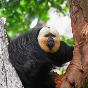 White-faced Saki at Nuremberg, 07/09/19