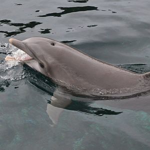 Atlantic Bottlenose Dolphin at Nuremberg, 07/09/19