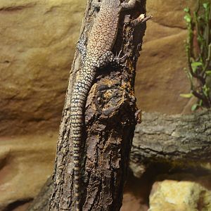 Kimberley Rock Monitor at Nuremberg, 07/09/19