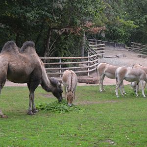 Bactrian Camel and Kulan at Nuremberg, 07/09/19