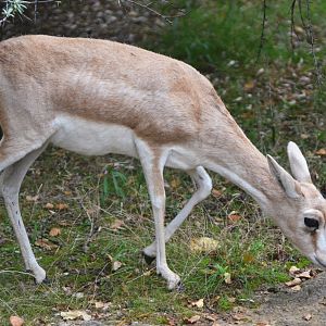 Goitered Gazelle at Nuremberg, 07/09/19