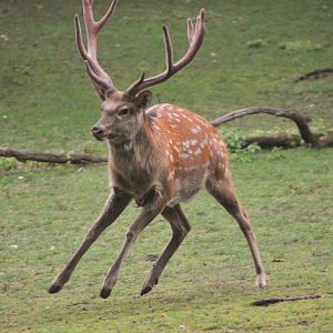 Dybowski's Sika at Nuremberg, 07/09/19