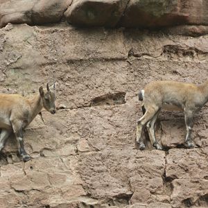 Alpine Ibex at Nuremberg, 07/09/19