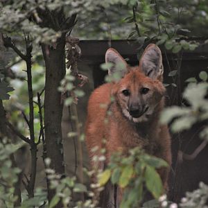 Maned Wolf at Nuremberg, 07/09/19