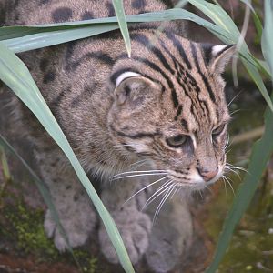 Fishing Cat at Nuremberg, 07/09/19