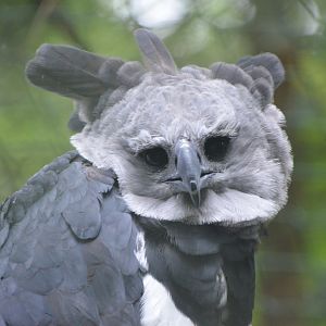 Harpy Eagle at Nuremberg, 08/09/19