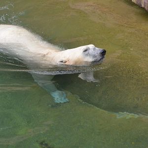 Polar Bear at Nuremberg, 08/09/19