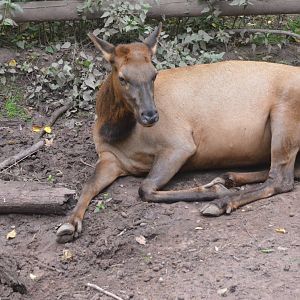 Canadian Wapiti at Nuremberg, 08/09/19