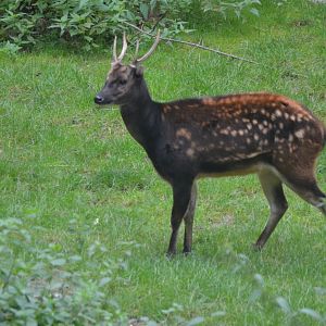 Philippine Spotted Deer at Nuremberg, 08/09/19