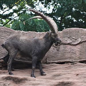 Alpine Ibex at Nuremberg, 08/09/19