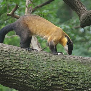 Northern Yellow-throated Marten at Nuremberg, 08/09/19