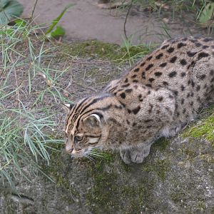 Fishing Cat at Nuremberg, 08/09/19
