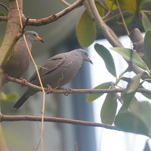 Croaking Ground Dove at Nuremberg, 08/09/19