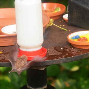 Pallas' Long-tongued Bat at Nuremberg, 08/09/19