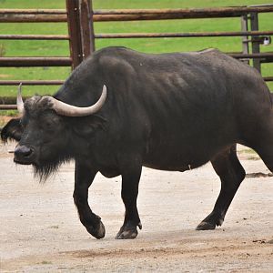Cape Buffalo at Nuremberg, 08/09/19