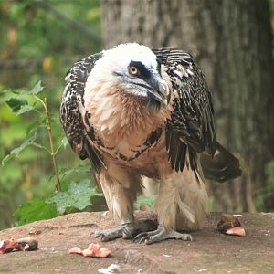 Lammergeier at Nuremberg, 08/09/19