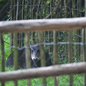 Yellow-backed Duiker at Nuremberg, 08/09/19