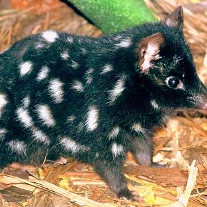 Eastern quoll; Linton; 15th September 2019