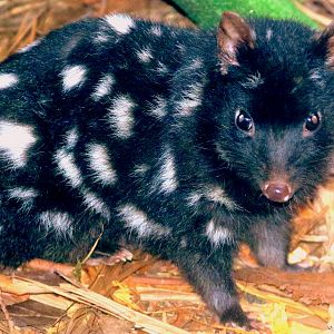 Eastern quoll; Linton; 15th September 2019