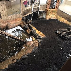 Kingdom of the Wild - Pygmy hippopotamus indoors 050819