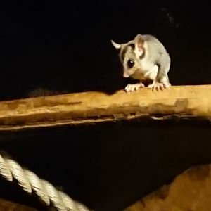 Squirrel Glider 14/9/19