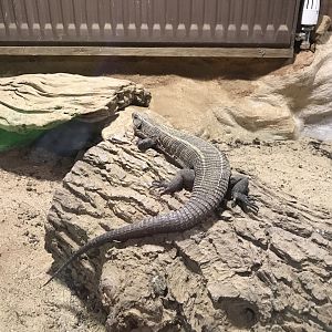 Kingdom of the Wild - African plated lizard 050819