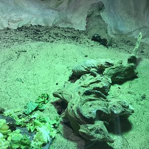 Kingdom of the Wild - Sahara spiny-tailed lizard 050819