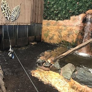 Kingdom of the Wild - Pygmy hippopotamus indoors 050819