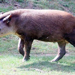 Brazilian tapir; Linton; 15th September 2019