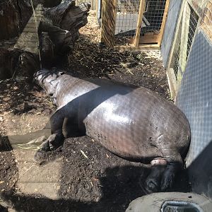 Kingdom of the Wild - Pygmy hippopotamus 050819