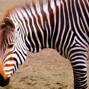 Hartmann's mountain zebra; Linton; 15th September 2019