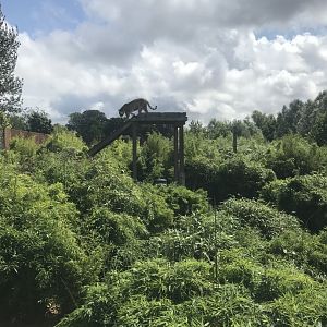 Siberian tiger exhibit 050819
