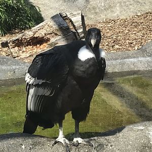 Andean condor 050819