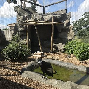 Andean condor aviary 050819